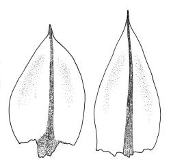 Bryum funkii, perichaetial leaves. Drawn from J.T. Linzey 3247, CHR 490350, and J.T. Linzey 3248B, CHR 227591.
 Image: R.C. Wagstaff © Landcare Research 2015 